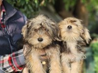 Morkie biblolar
