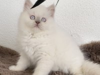 British Shorthair Kızlarımız