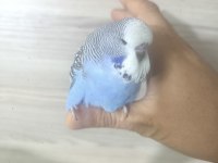 Bebek show muhabbet kuşumuz