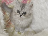 1 adet chinchilla dişi