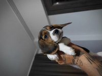 SAFKAN BEAGLE YAVRULARI
