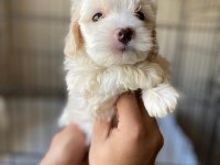 Toy poodle yavrumuz dişi