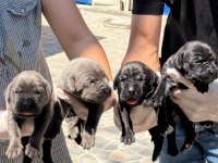 Cane corsa alan koruma köpeği yavruları 