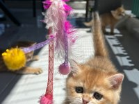 Show kalite ayı surat british shorthair bebekler