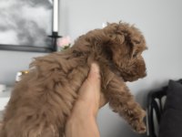 2 aylık toy poodle