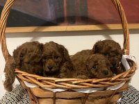 Toy poodle 28/09/2024 doğumlu