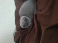 Scottish Fold Erkek yavru