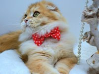 Scottish fold anne ve baba full şecereli elite pet