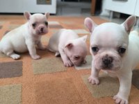 French Bulldog Yavrularımız