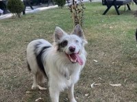 Border Collie Red Merle