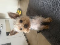 Teacup yorkshire terrier 1 yaşında erkek tuvalet eğitimli