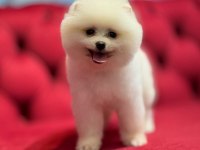 Pomeranian boo köpekler