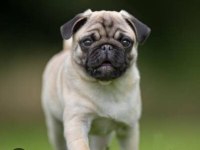Mute Kaliteli Pug
