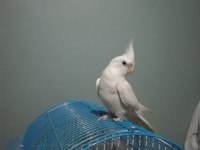 Konuşan Albino Sultan Papağanı