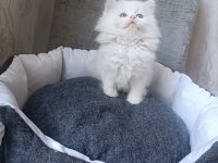 British longhair beyaz ve blue point yavrularımız