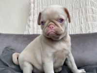 FARKLI OLMAK İSTEYENLERE ÖZEL EXOTİC PİNK PUG BEBEK