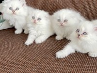 Kar topu sevenlere bebek kedilerim