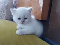 Şecereli anne ve babanın scottish yavruları