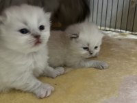 Scottish fold tontişlerim