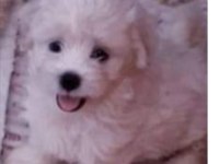 Maltese terrier sağlıklı