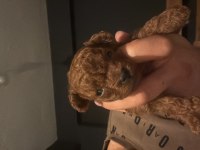 Tea cup poodle yavrumuzu sahiplendiriyoruz
