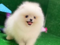 Blacks Petshop Garantisiyle Sağlık Garantili Pomeranian