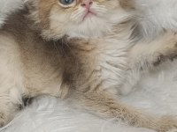 Acil Bursa British longhair Ny 25 erkek yavru