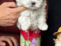 Tea cup maltese terrier yavrular ziyarete açık
