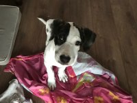 KÖPEĞİMİZ PAMUK KALICI YUVA ARIYOR
