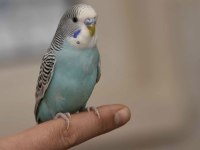 Bebek Muhabbet Kuşu
