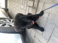 Has labrador yavrusu