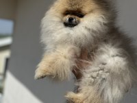 Orijinal renk orange pomeranian boo yavrumuz