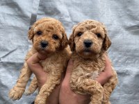 Orijinal toy poodle yavrular