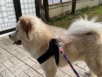 9 aylık uysal çin aslanı evcildir