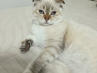Scottish Fold Kedimiz Yeni Yuvasını Bekliyor