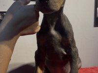 Baba albino egzotik blue renk doberman yavrular