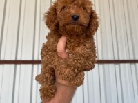 2 AYLIK ERKEK/DİŞİ TOY POODLE