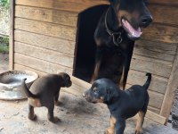 Sağlıklı Orjinal A Kalite Doberman