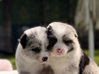 Safkan Border Collie Yavrular