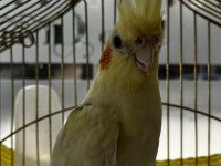 3 Aylık Sultan Papağanı