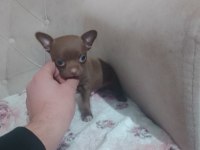 Şivava köpeğimiz acil yuva arıyor