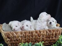 Bichon Frise Türkiye De
