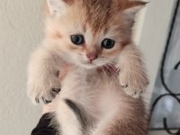 Orjinal british shorthair teslime hazır