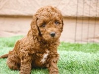 POODLE KÖPEK YAVRULARI