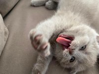 2 Aylık Scottish Fold