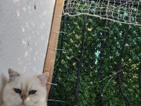 British shorthair kız kardeşler