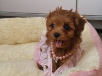 Kore Maltipo poodle ayarında