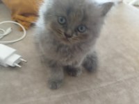1.5 aylık british longhair