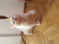 Güzel british longhair kızımız