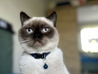 OĞLUMA (ERKEK KEDİME) YENİ YUVA ARIYORUM